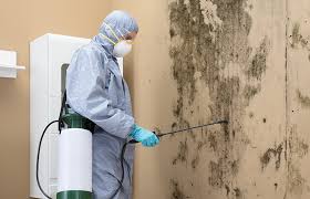 Best Environmental Consulting for Mold Prevention in Pine Lake Park, NJ